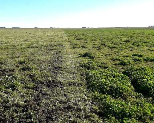 Campo Mixto 450 Hectáreas