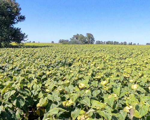 Campo en Venta – 816 Hectáreas