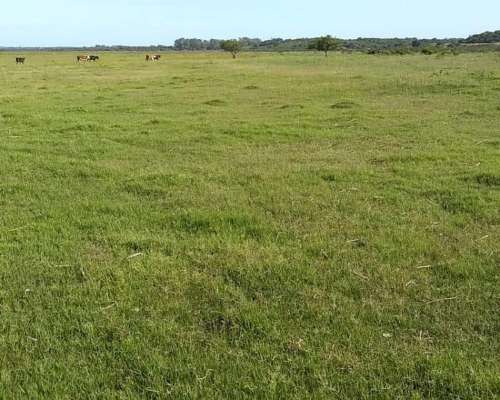 Campo Ganadero 1500 Hectáreas