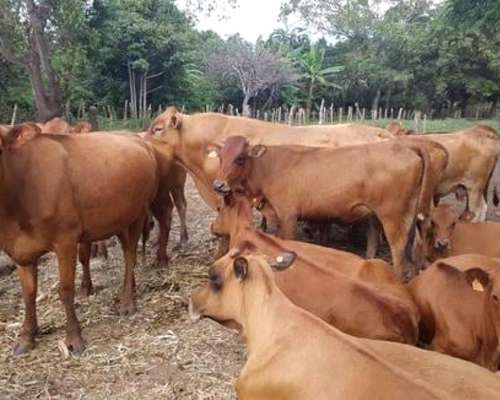 Inilvent Existencias 90 Vacas Medio Diente $$ 1100 Kg