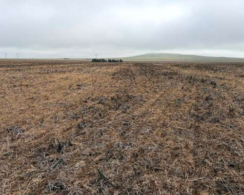 220 Ha Cabildo, Tornquist