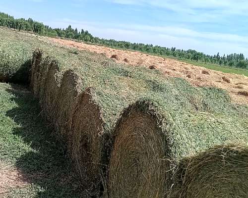 Rollos Alfalfa Pura 1.3m de Diámetro