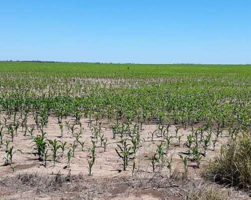Campo en Venta, 519 Has. Bandera - Santiago del Estero.