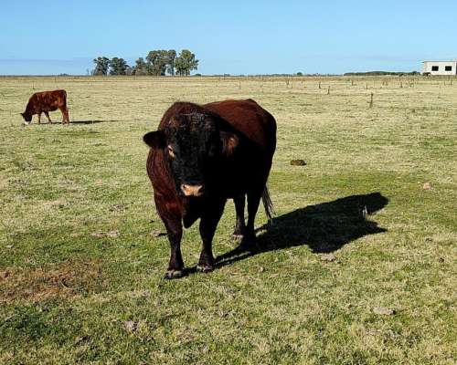 Vendo Toro Angus Colorado de Dos Años y Medio