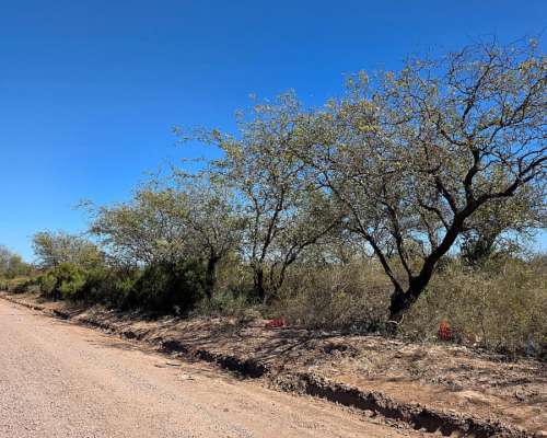 Vendo Campo en Colonia Dora 56 Has Santiago del Estero