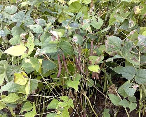 2100 Hectareas en Santiago del Estero (departamento Capital)