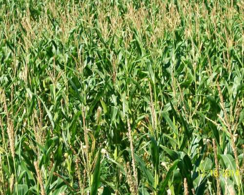 Vendo: 71 Has. las Flores.