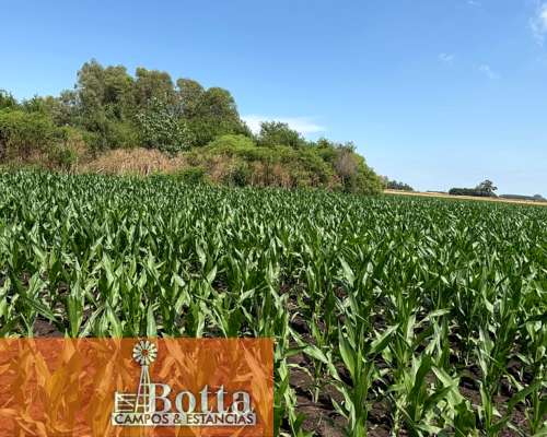 40has Mixtas en Venta en Moll, Buenos Aires