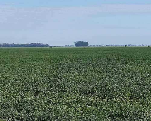 Vendo 180 Has en Cuatro Bocas