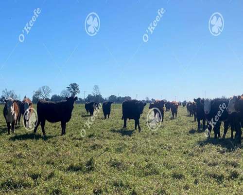 Campo en Venta de 450 Has en Magdalena. Ganadero