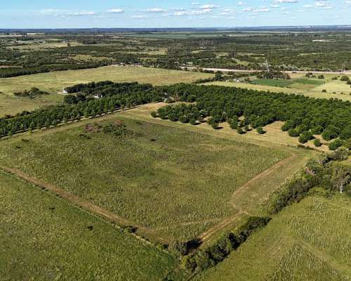 Campo con Nogales de Nueces Pecan