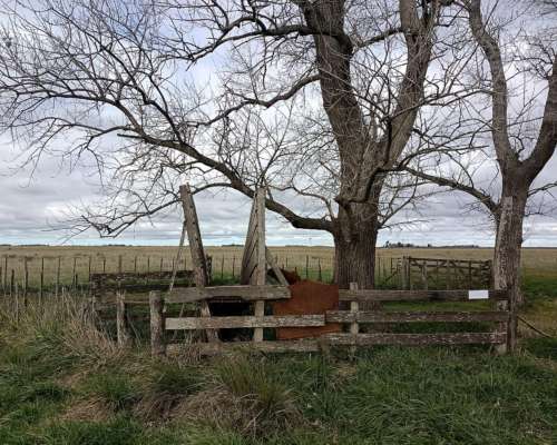 302 HA, Ganadero, Chascomus