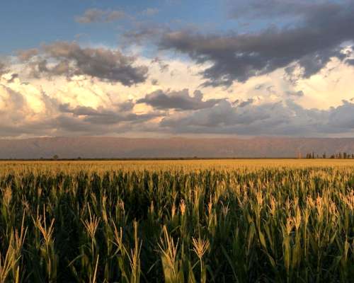 Vendo Campo Agrícola en Zona Cortaderas, San Luis