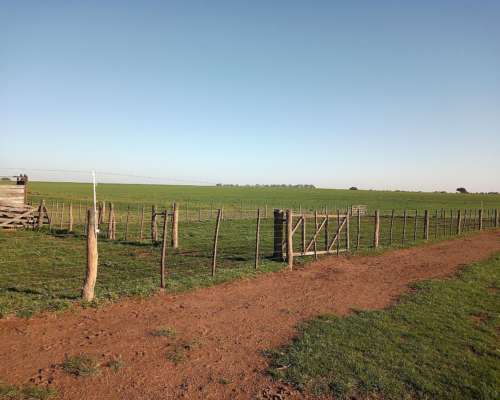 1600ha en Doblas la Pampa