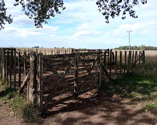 302 HA, Ganadero, Chascomus