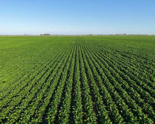 Totoras, Iriondo, Santa FE - 160 Ha