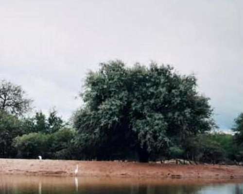 San Francisco del Chañar, Córdoba - 1351 Ha