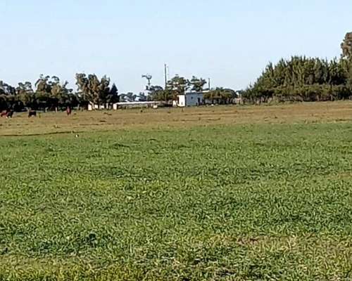 Venta 13 Has Coronel Pringles