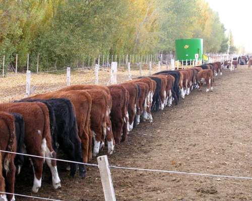 Excepcional Feed LOT en Neuquén 18 Ha