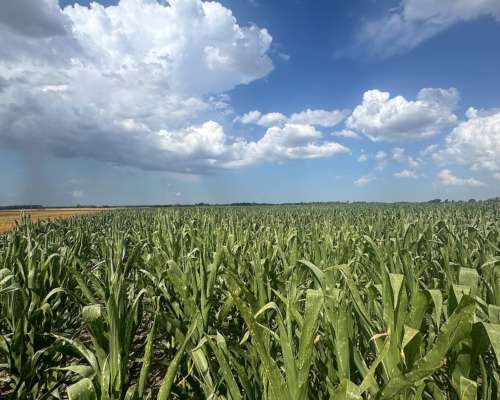 Campo de 180 Hectáreas Agrícolas
