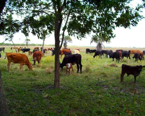 Campo Mixto de Gran Escala en Federal, Entre Ríos