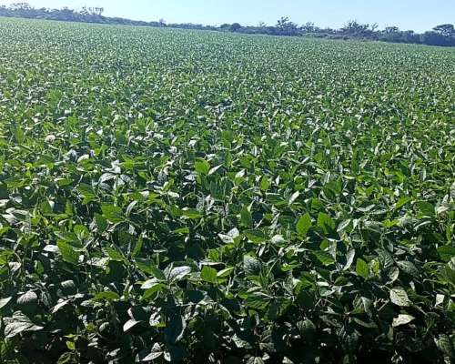 400 Has en Zona de Tostado