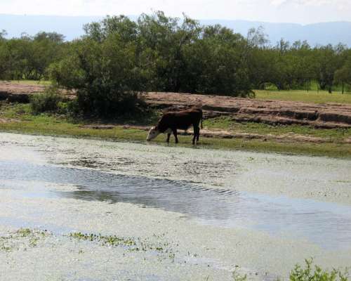 Campo en Venta Próximo a Lujan, San Luis (500 Has)