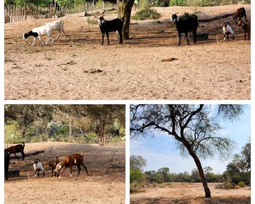 Importante Campo Ruta 20