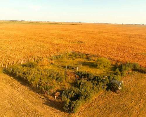 Campo en Venta en Colonia Castelar, Santa FE