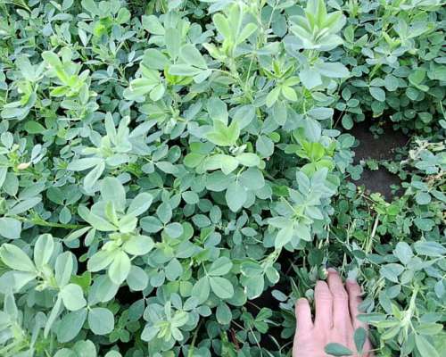 Alfalfas WL 922 Hvx.rr