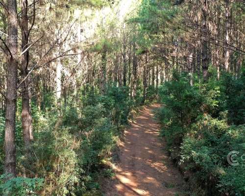 Campo Ganadero Forestal. 215 Ha con 120 Ha de Pino 15 Años