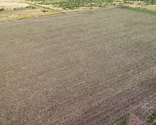 20 Ha Agricolas en Roque Pérez (BS AS)
