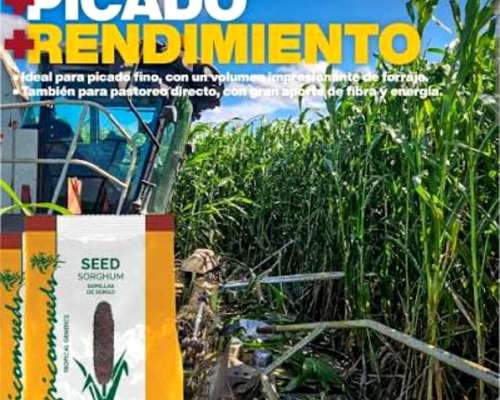 Sorgos Graniferos, Doble Propósito y Forrajeros