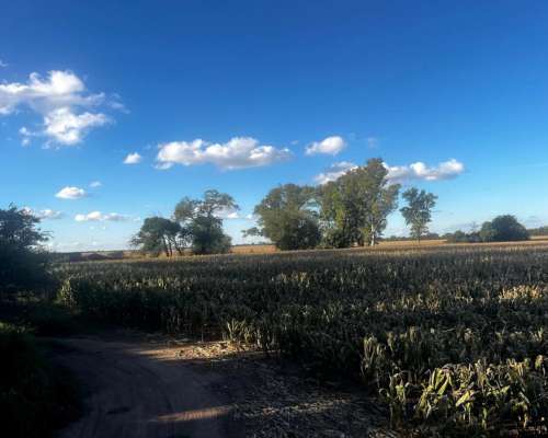 Campo 100 % Agrícola en Jesús María Prov. de Córdoba