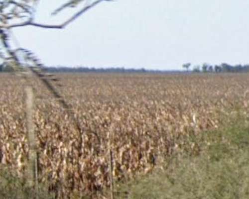 Se Vende Campo, Excelente Zona Agricultura