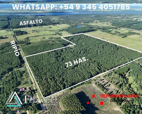 73 Has, Campo con Forestación