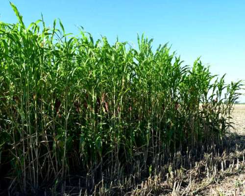 Sorgo Forrajero Prograss - Produsem