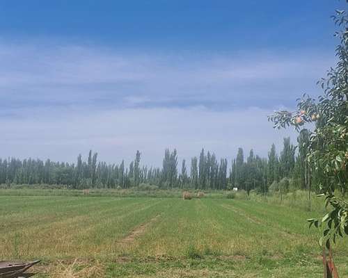 Finca en San Rafael, Mendoza