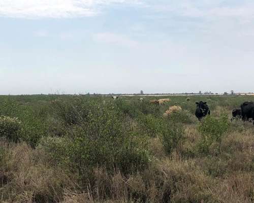 Se Vende Campo de Salinas Blancas en Córdoba