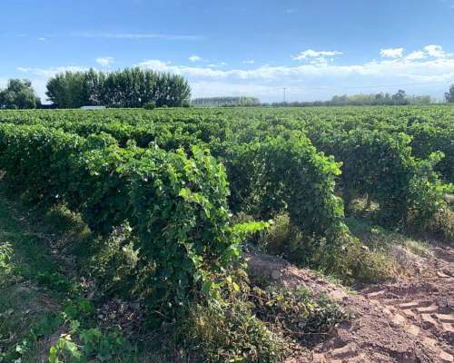 Finca Productiva en Venta 25 HA– Colonia los Álamos, Maipú
