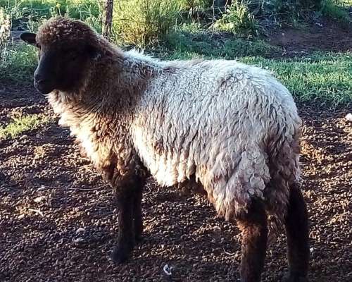 Corderos para Reproductor o Consumo