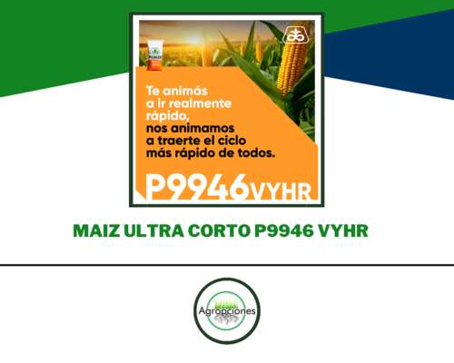 Semilla de Maiz P9946 Vyhr - Pioneer