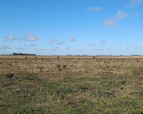 470 Ha Ganadero Chascomus