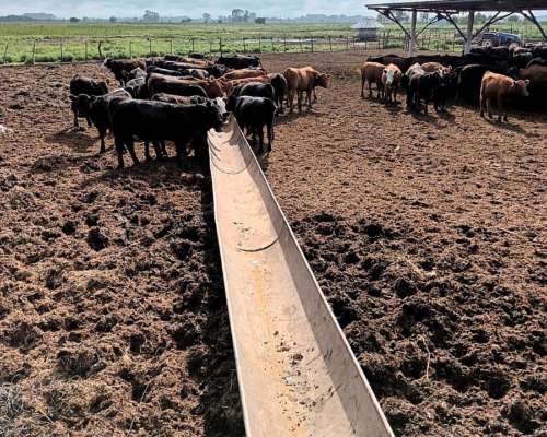 Comederos Caño Petrolero 24” de 12 Metros (sin Iva)