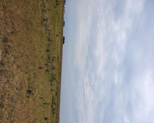 880 Has Sobre Ruta 51 Ganaderas