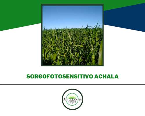 Sorgo Forrajero / Fotosensitivo Achala