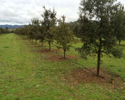 Trufa Negra - Venta de Plantines Micorrizados - Sustratos