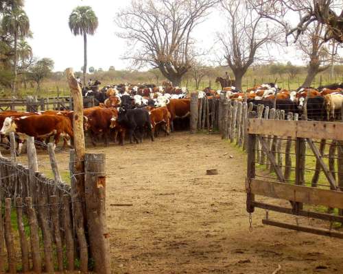 Campo Mixto de Gran Escala en Federal, Entre Ríos