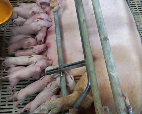 Santiagueño SE Ofrece para Labores de Campo Solo sin Familia