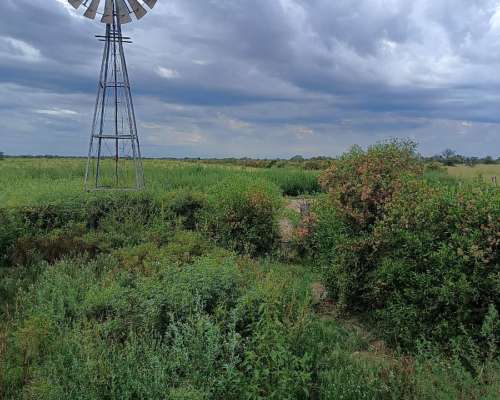 250ha. en las Saladas